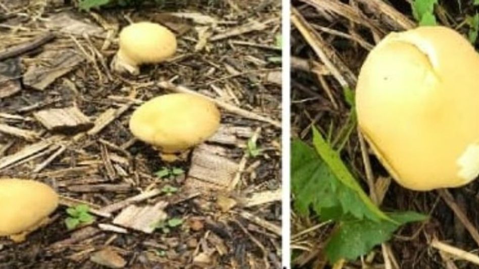 Rare Yellow Puffball Mushroom Discovered in Arunachal Pradesh