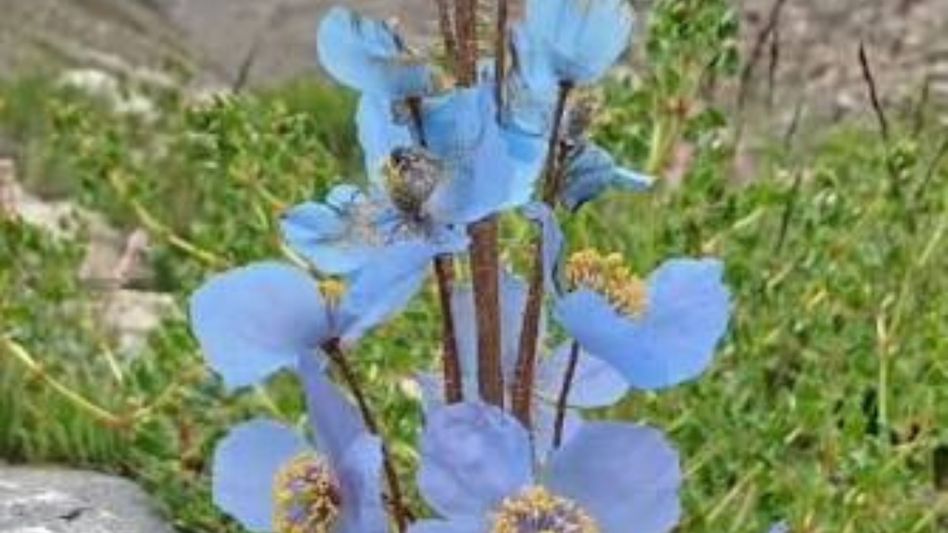 A Flower That Vanished for 158 Years Just Bloomed Back Into Existence in Arunachal