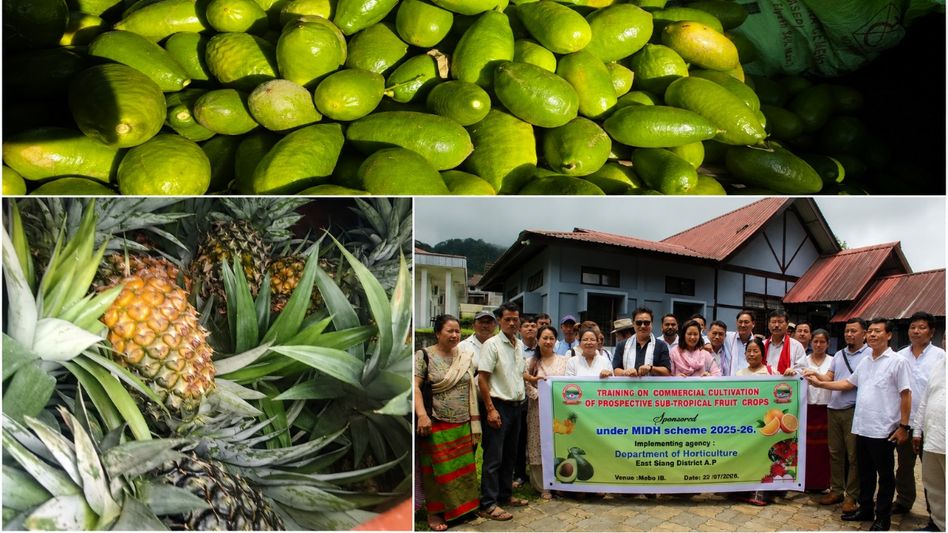 Mebo's Pineapples Hit the Road: Arunachal Sends First Fruits to Sikkim in a Deal That Could Change Farmers' Lives