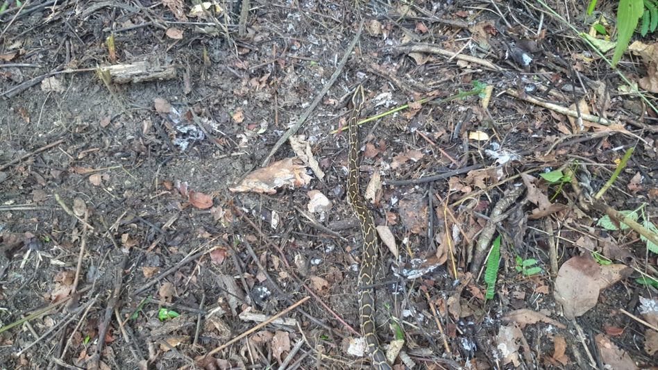 # One Python Saved, One Lost — A Village in Arunachal Fights to Protect Its Snakes **When villagers in Silluk spotted a python slithering through their neighbourhood, one man decided the snake deserved a chance at life — and that decision made all the difference.** --- **A Snake in the Village, A Man With a Cage** It could have ended the way it usually does. A python appears near a village, panic sets in, and someone picks up a stick. But in Silluk village, tucked inside Arunachal Pradesh's Mebo subdivision, Kepang Nong Borang did something different. The chairman of the Silluk Swachh Abhiyan rushed to the spot the moment he heard about the sighting and carefully secured the young snake in a cage. No killing. No drama. Just a quiet, deliberate act of compassion for a creature that had wandered too close to human territory. That kind of calm thinking is rarer than it should be. --- **The One That Didn't Make It** What followed the very next day made Borang's decision feel even more urgent. Another python — reportedly around the same age and size — was killed by a group of village youths nearby. It's a reminder of how thin the line is between rescue and tragedy in communities living right at the edge of forest land. Borang said he had already been trying to persuade villagers to rescue the snake rather than harm it. Knowing a second one had been killed while the first sat in his cage must have stung. It also pushed him to act faster. --- **Into the Sanctuary** Borang approached the Borguli Wildlife Range with a concern that made practical sense — releasing the python in the jungle close to the village would still leave it exposed to danger. So the decision was made to take it further. The python was transported to the D. Ering Memorial Wildlife Sanctuary and officially released in the presence of East Siang honorary wildlife warden M Tayeng and staff from the Borguli Wildlife Range. Silluk Village-II Gram Panchayat chairperson Opung Borang also made the journey with the team. It was a small convoy, but what it represented was significant. --- **A Community That's Been Here Before** This isn't the first time the Silluk Swachh Abhiyan team has done something like this. They previously rescued two Chinese pangolins — critically endangered animals — and released them into the same D. Ering Wildlife Sanctuary, once in 2023 and again in 2024. The team has also appealed to the State Forest and Wildlife Department for proper equipment: rescue cages, medicines, and gear for community members involved in wildlife rescue. Officials from the sanctuary and Borguli Wildlife Range acknowledged the villagers' efforts and expressed hope that more young people would join the cause. Opung Borang added that the rescued python's mother may still be near the village and urged residents to contact her or Kepang Nong Borang if they spot another snake — instead of trying to handle or kill it themselves. --- What's happening in Silluk is exactly the kind of ground-up conservation that no government scheme can fully manufacture. It starts with one person choosing a cage over a stick — and slowly, a whole community starts to follow. The python is safe in the sanctuary now. The question is whether the next one will be too. --- --- **② ARTICLE TAGS** python rescue, Arunachal Pradesh, Silluk village, D Ering Sanctuary, Mebo subdivision, Borguli Wildlife Range, Kepang Nong Borang, Opung Borang, wildlife conservation, snake rescue, python release, East Siang, community conservation, forest wildlife, Silluk Swachh Abhiyan, pangolin rescue, wildlife warden, python killed, human wildlife conflict, Northeast India wildlife, forest department, wildlife sanctuary, snake awareness, wildlife rescue, Arunachal news, wildlife protection, python India, forest community --- **④ SOCIAL MEDIA HASHTAGS** #ArunachalPradesh #PythonRescue #DEringWildlifeSanctuary #SillukVillage #WildlifeConservation #SnakeRescue #MeboSubdivision #NortheastIndia #SaveWildlife #CommunityConservation #ArunachalWildlife #PythonIndia #ForestDepartment #BorguliWildlifeRange #EastSiang #WildlifeAwareness #SillukSwachhAbhiyan #ProtectWildlife #IndiaWildlife #AbotaniTV