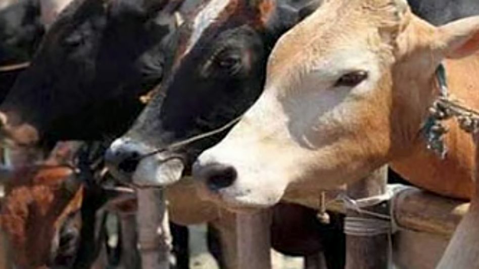 Here is the full article for Abotani TV: --- # Disease is Spreading. The Government is Finally Moving — FMD Outbreak Hits Dibang Valley Hard A feared livestock disease has made its way into one of Arunachal Pradesh's most remote valleys — and right now, government teams are in a race against time to stop it from spreading further. **The Outbreak That Shook Dibang Valley** Foot and Mouth Disease — commonly known as FMD — has broken out among livestock in Dibang Valley, triggering an urgent, multi-agency response that has brought both state and central government teams into the field. Joint teams of the Centre and Arunachal Pradesh government intensified containment measures following the outbreak among livestock in Dibang Valley, officials confirmed on Sunday, August 16. For communities whose lives and livelihoods depend entirely on their animals — especially Mithuns — this is not just a health crisis. It is a threat to everything they have. **Boots on the Ground — Who's Doing What** The response has been anything but slow on paper. The containment operation involves the State Animal Husbandry and Veterinary Department, Rapid Response Teams (RRTs), the district administration, and a visiting central team, focused on treatment, surveillance, sample collection and disease control. According to District Veterinary Officer Dr D Riba, an RRT from Itanagar reached Anini on August 8 with medicines and supplies, after which three dedicated RRTs were constituted and deployed across affected areas. That's a fairly quick mobilisation for a district as geographically challenging as Dibang Valley, where roads and terrain can make urgency feel like a distant luxury. **Central Team Goes Deep Into the Field** A central team led by Joint Commissioner Dr VK Teotia arrived in the district on August 13 and conducted field assessments on August 14 and 15 in Acheso, Angrim Valley, Aropo up to Chegu Camp, Mipi Circle, Maro, 9 Kilo and Matu Camp. During these visits, the team did not just tick boxes — infected animals were treated, medicines distributed and diagnostic samples collected from Mithuns, pigs and goats, while post-mortem examinations were also conducted. They also visited an Indo-Tibetan Border Police camp at Acheso, where blood samples were collected from goats and personnel were briefed on disease epidemiology, biosecurity measures and public health safeguards. **Local Leaders Step Up** It is worth noting that this response has not been purely bureaucratic. Anini MLA Mopi Mihu provided medicines and logistical support to the containment operation and assured administrative assistance to protect the livelihoods of farmers and Mithun owners. Dibang Valley Zilla Parishad Chairperson Sadhu Mihu and Acheso-Angrim Valley ZP Member Eta Mihu also accompanied the experts during field surveys. That kind of on-ground political presence actually matters in a region where trust between communities and officials can make or break a public health response. **What Comes Next** The central team departed Anini on Sunday with collected samples and specimens for advanced laboratory examination. The RRTs, however, are staying put. Dr Riba confirmed that the RRTs would remain stationed in the district until the outbreak is fully contained, with additional teams to be deployed if required. Authorities have also reminded the public that FMD vaccination is administered twice a year and remains the primary measure to prevent the spread of the disease, urging livestock and Mithun owners to cooperate with vaccination drives, promptly report suspected infections and follow recommended biosecurity and animal-waste disposal practices. The animals cannot ask for help. The communities depending on them can — and right now, those communities need every vaccination, every team, and every government commitment to actually follow through. --- ② **ARTICLE TAGS** FMD outbreak, Dibang Valley, Arunachal Pradesh, foot and mouth disease, livestock disease, Mithun owners, Anini, animal husbandry, rapid response team, Dr VK Teotia, Dr D Riba, veterinary department, FMD containment, disease control, Arunachal livestock, biosecurity, FMD vaccination, Mopi Mihu, central team Arunachal, animal health, Acheso, Angrim Valley, ITBP camp, Dibang Valley news, zilla parishad, field assessment, sample collection, northeast India --- ④ **SOCIAL MEDIA HASHTAGS** #DibangValley #FMDOutbreak #ArunachalPradesh #FootAndMouthDisease #MithunOwners #AnimalHealth #Anini #LivestockDisease #ArunachalNews #AbotaniTV #DibangValleyNews #NortheastIndia #VeterinaryDepartment #FMDVaccination #Biosecurity #RapidResponseTeam #ArunachalLivestock #AnimalHusbandry #MithunHerders #DiseaseCrisis