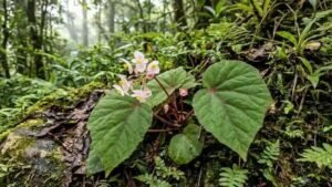 A Flower Science Didn’t Know Existed Was Hiding Along a River in Arunachal