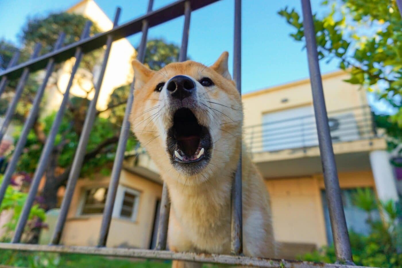 How to Stop Dog Barking at the Mailman Without Punishment