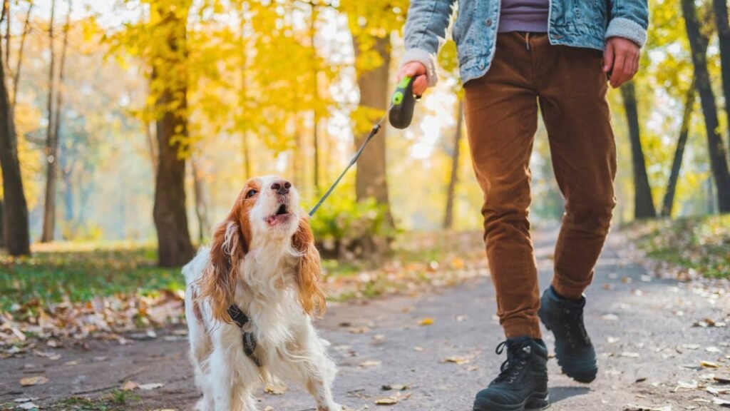 Stop Dog Barking at Strangers on Walks Without Treats