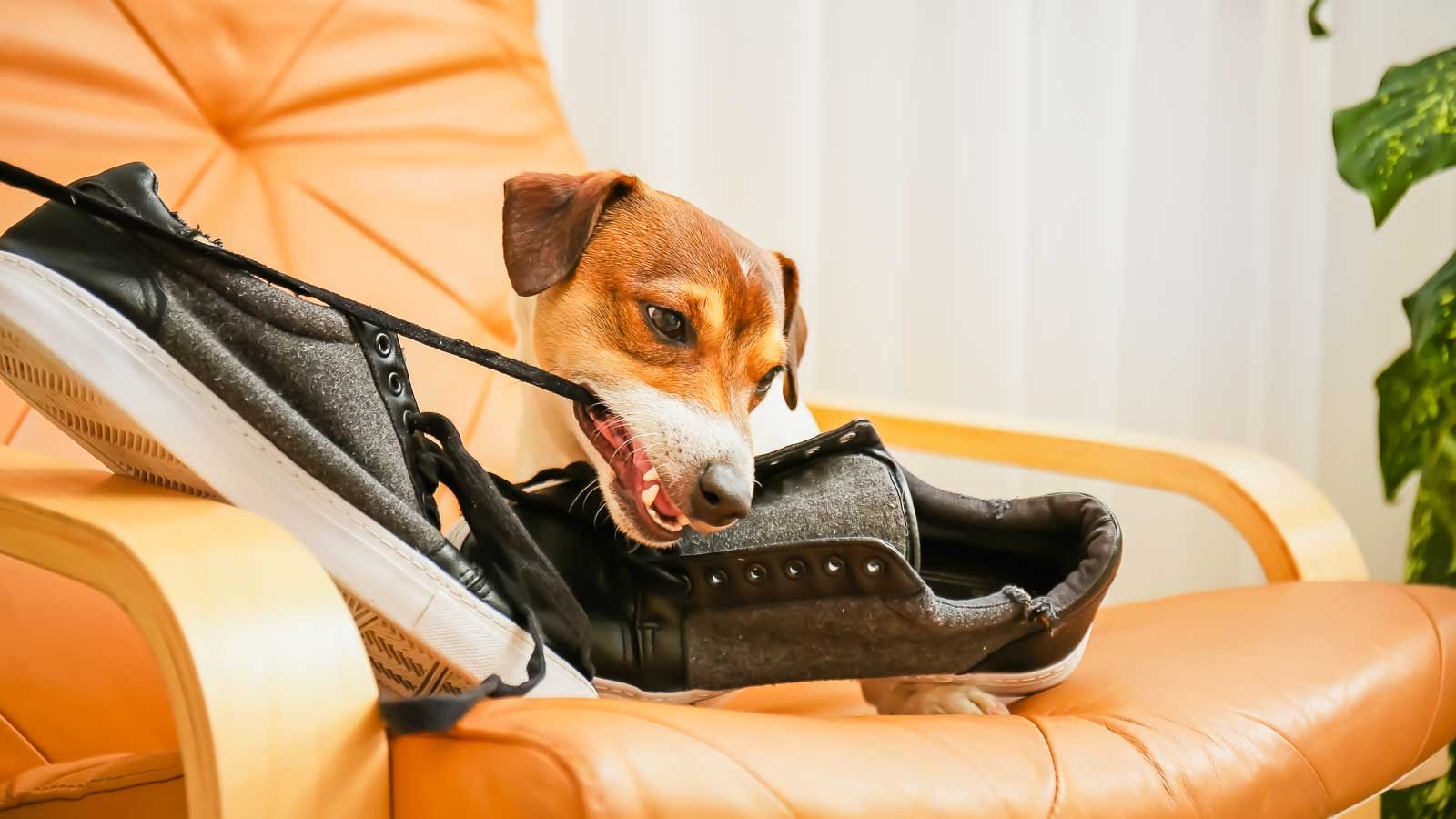 How to Stop a Dog From Chewing Shoes Without Bitter Spray