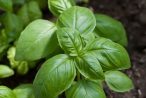 How to Keep Basil Fresh Longer Without Refrigeration Tips