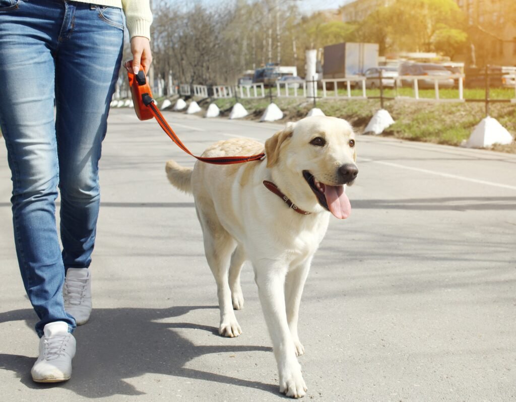 How to Stop a Dog Pulling on Leash Without a Choke Collar