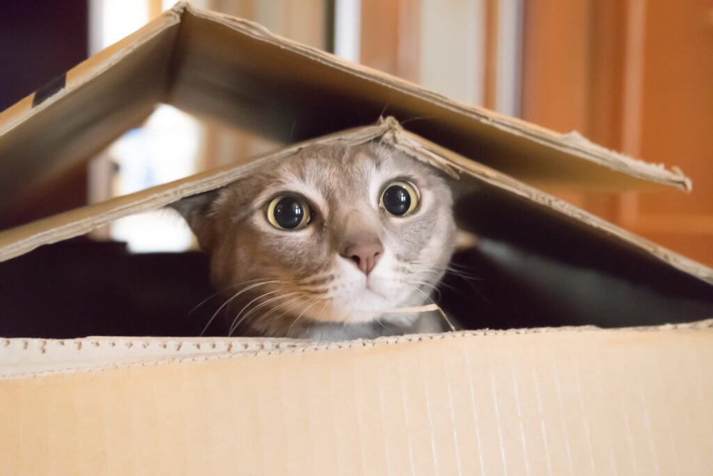 How to Keep a Cat Entertained Indoors Without Buying Toys