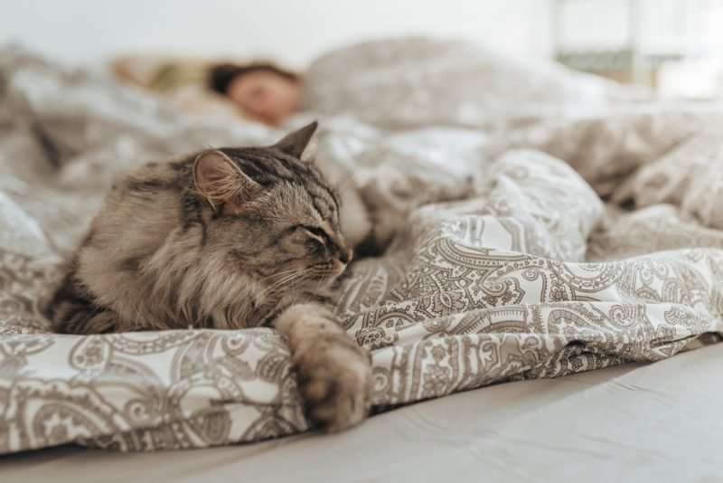 How to Stop a Cat From Waking You Up in the Morning (7 Tips)