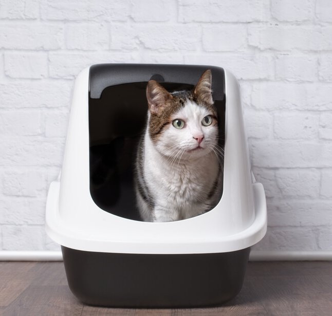 How to Keep a Litter Box From Smelling in a Small Apartment