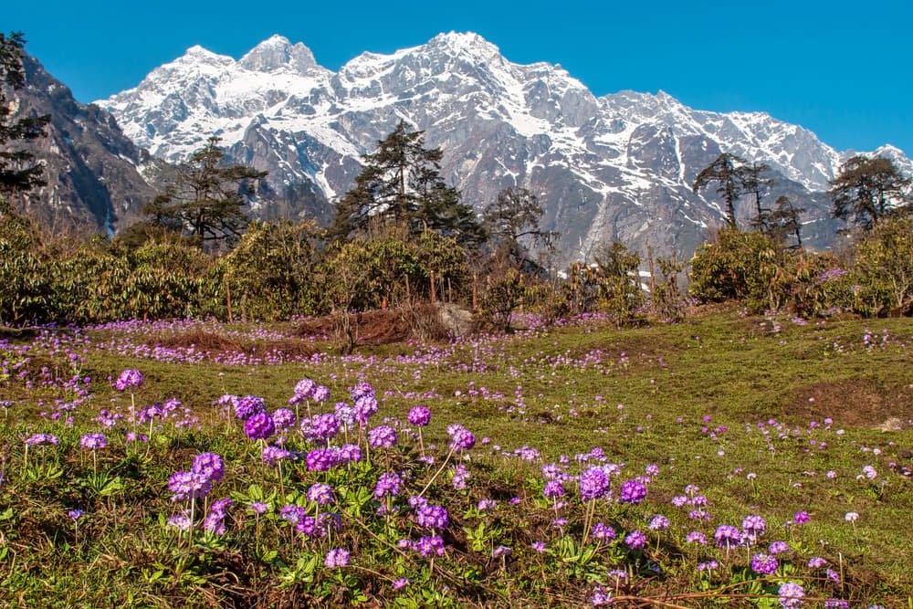 ZSI Survey Finds Rich Wild Bee Diversity in Arunachal’s Tawang