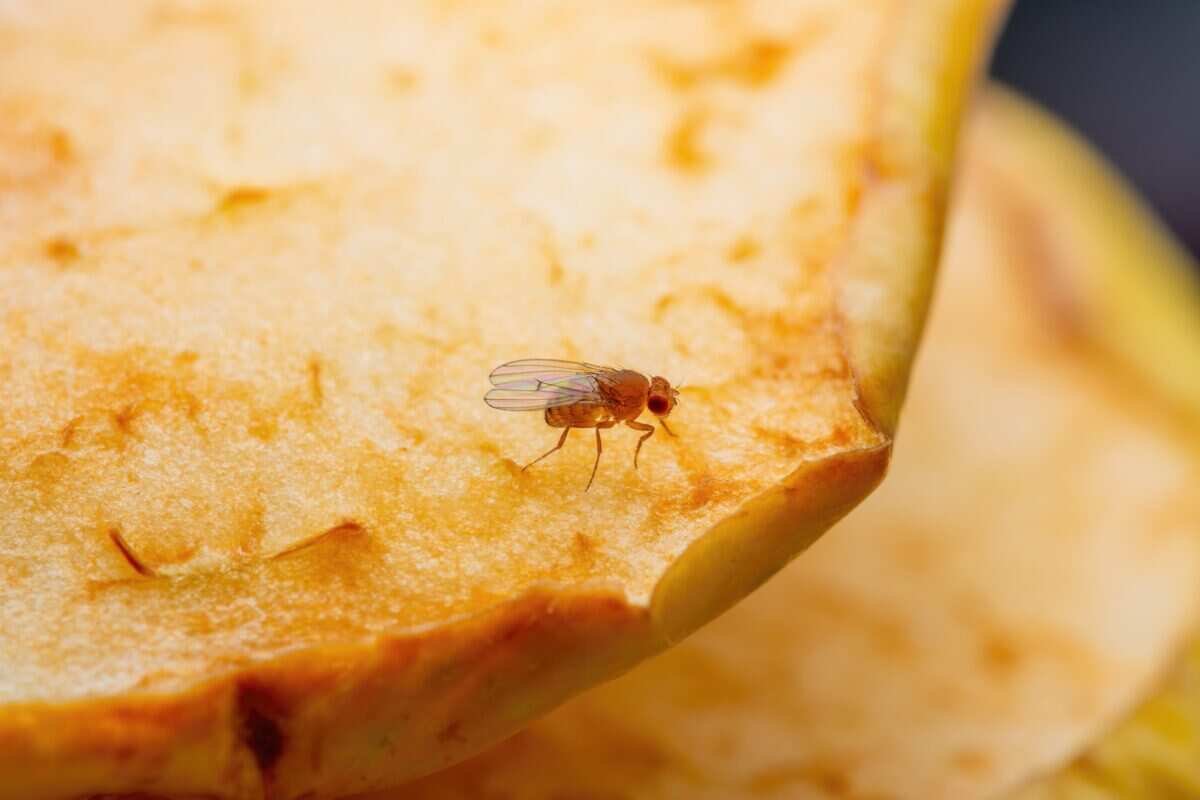 How to Get Rid of Fruit Flies Without Apple Cider Vinegar