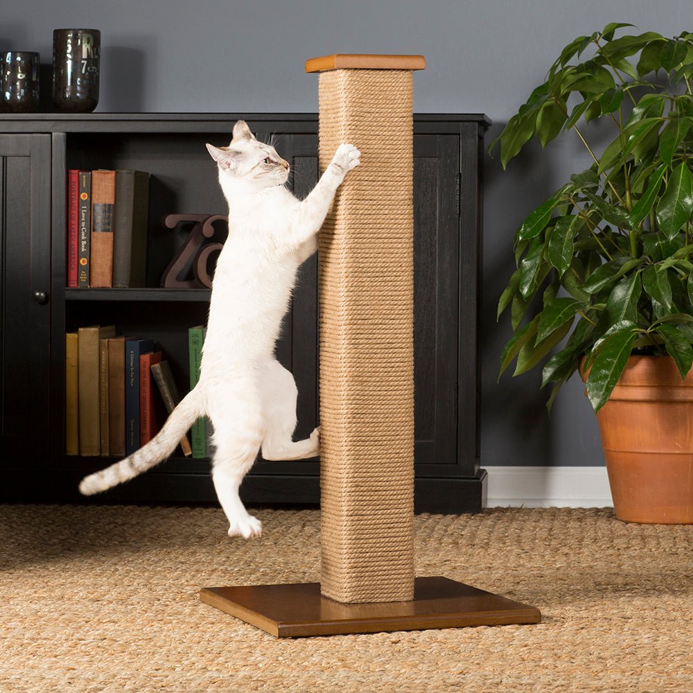 How to Train a Cat to Use a Scratching Post in 7 Steps