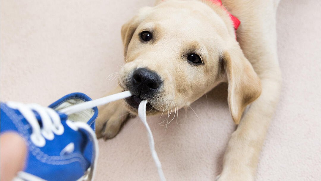 How to Stop a Puppy From Biting Shoes and Clothes for Good