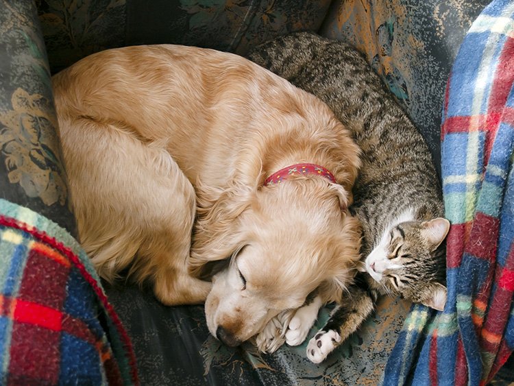 How to Introduce a New Cat to a Dog Safely Step by Step