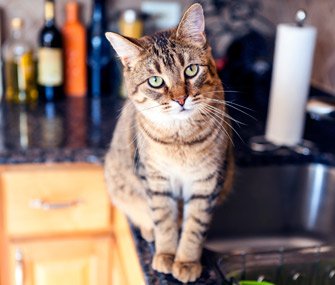 How to Keep a Cat Off the Kitchen Counter Without a Spray Bottle