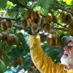 Arunachal Kiwi Heads to Dubai in First Trial Shipment