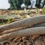 Kezoma Millet Revival Hits 13 Tonnes After Decade Away