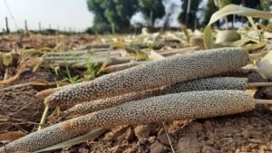 Kezoma Millet Revival Hits 13 Tonnes After Decade Away