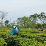 Assam Pushes Tribal Land Titles in Dibrugarh Review