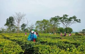 Assam Pushes Tribal Land Titles in Dibrugarh Review