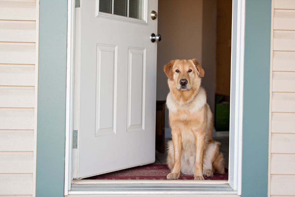How to Stop a Dog From Barking at the Doorbell (7 Steps)