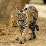 Tiger Alert on Roing-Anini Road, Two-Wheelers Banned on 4-km Stretch