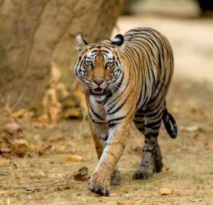 Tiger Alert on Roing-Anini Road, Two-Wheelers Banned on 4-km Stretch