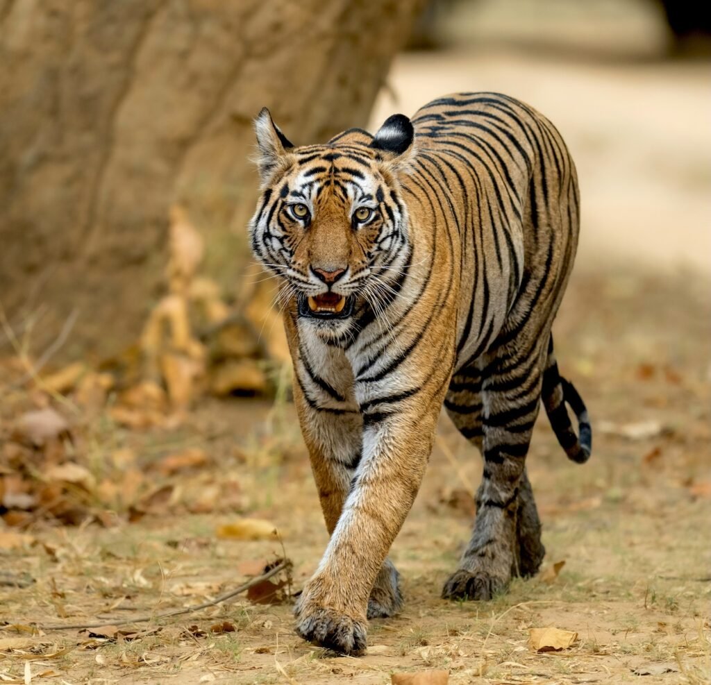 Tiger Alert on Roing-Anini Road, Two-Wheelers Banned on 4-km Stretch