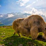 CM Khandu Launches Yak Economy Summit at Tawang’s Mago