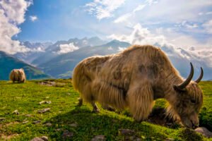 CM Khandu Launches Yak Economy Summit at Tawang’s Mago